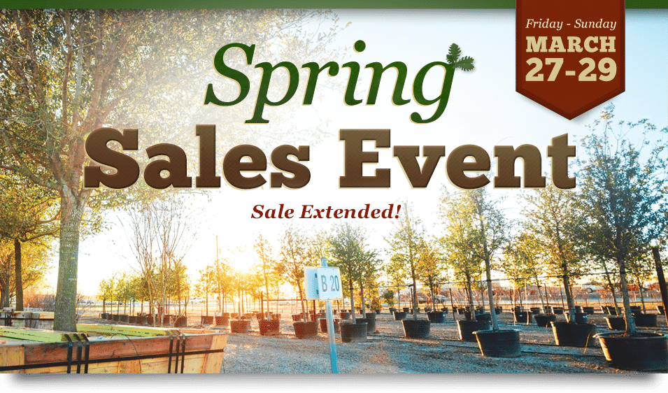 Fannin Spring Sale 2015 Extension - Fannin Tree Farm