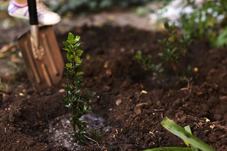 Fall Tree Planting