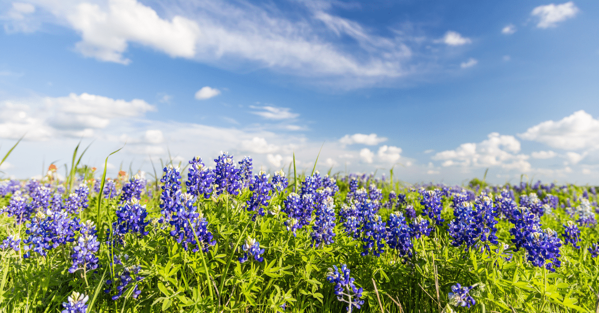 April Fun for Kids - Fannin Tree Farm