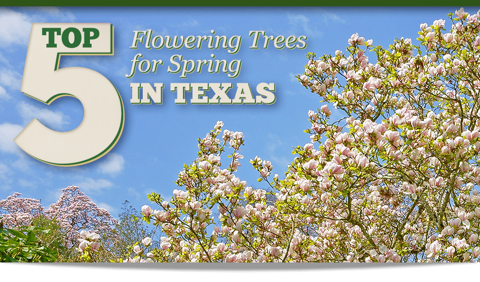 Top 5 Flowering Trees for Spring in Texas Fannin Tree Farm