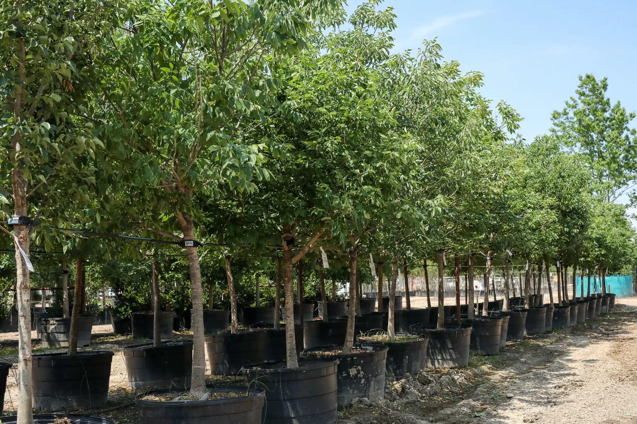 Texas Ash Trees for Sale