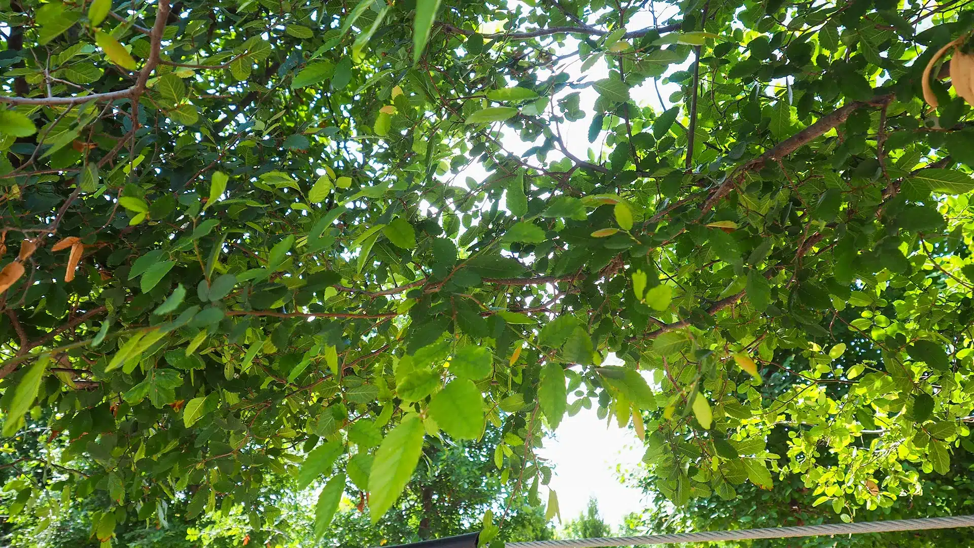 Cedar Elm Trees Trees for Sale