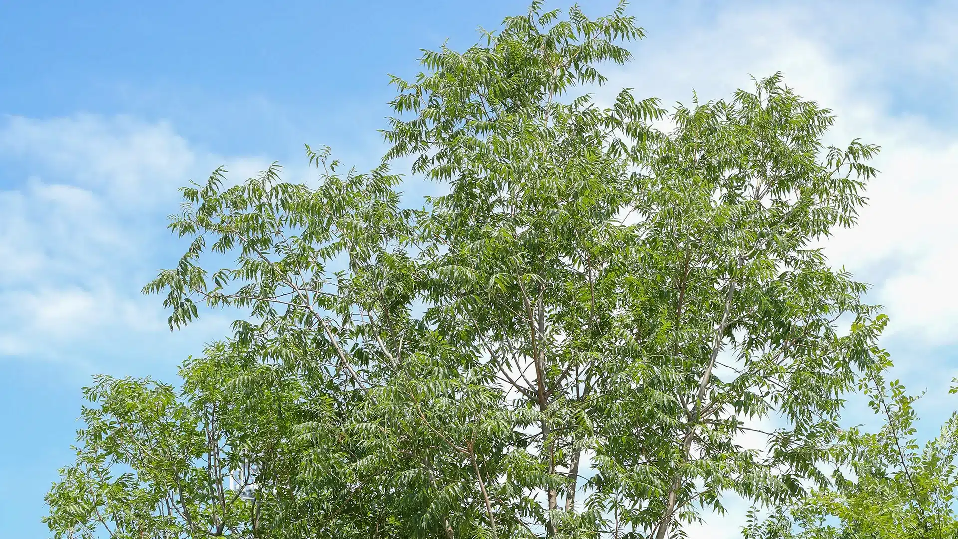 Chinese Pistache Trees for Sale