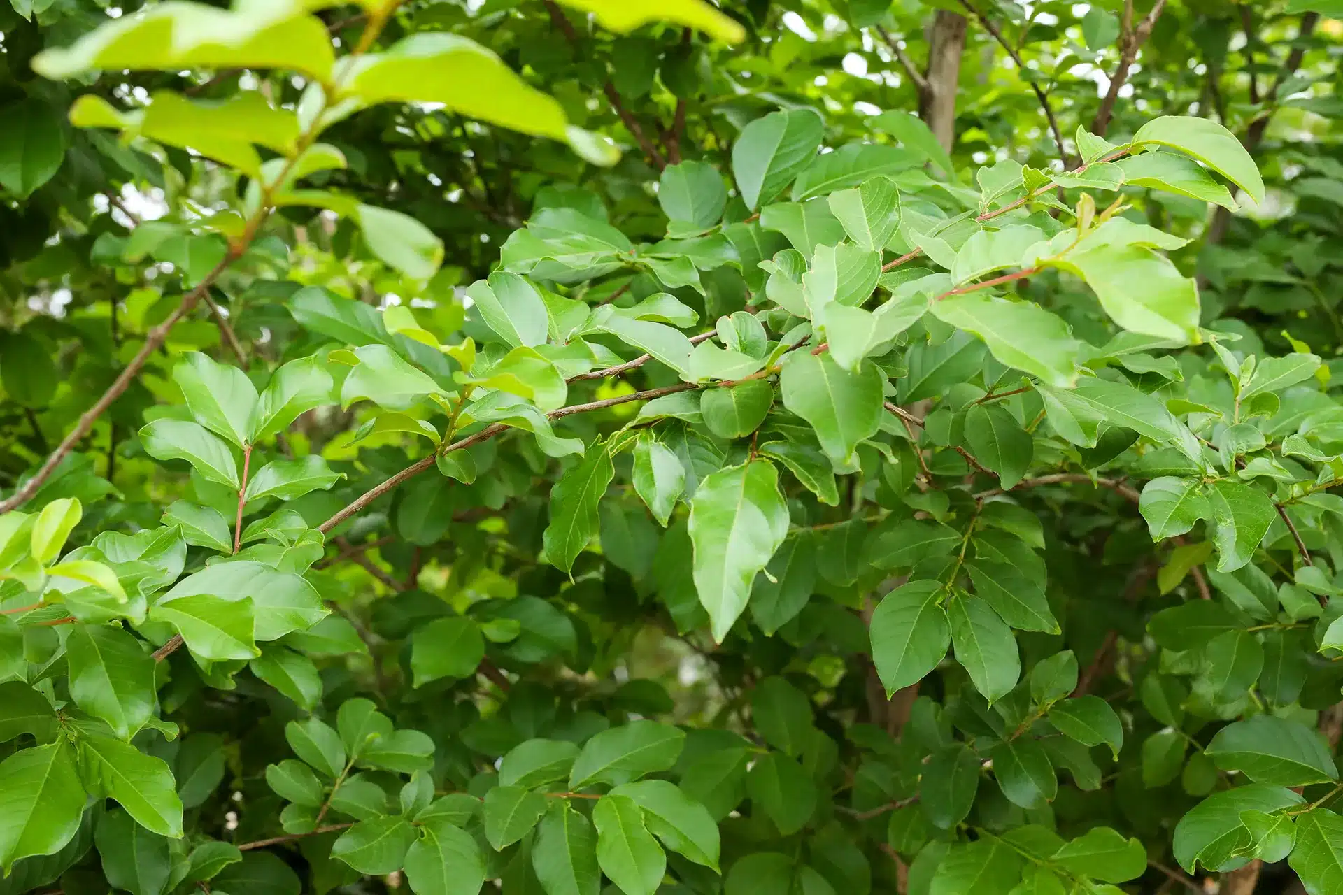 Crepe Myrtle Trees for Sale