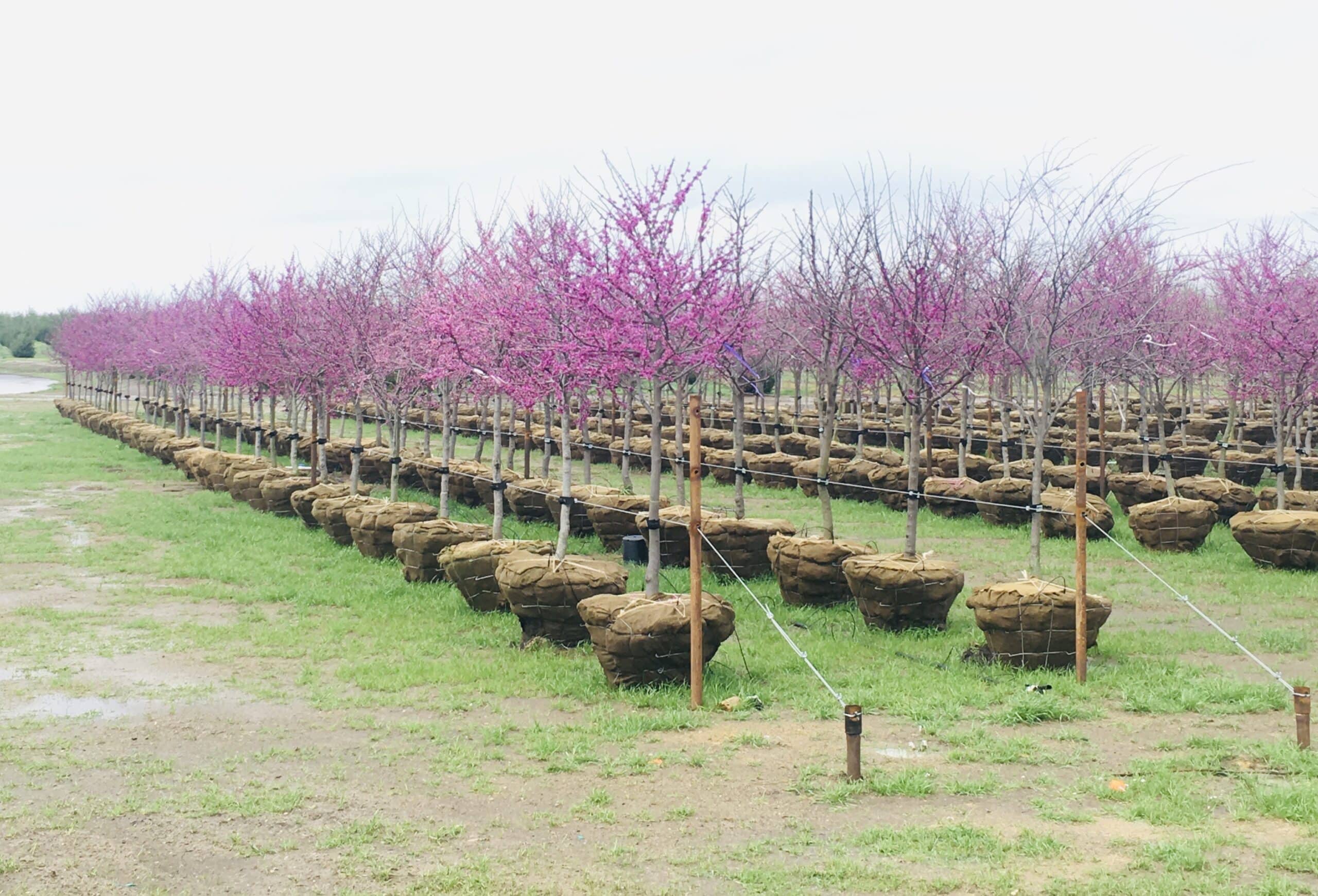 Red Bud Trees for Sale - Texas Tree Farm in McKinney, TX