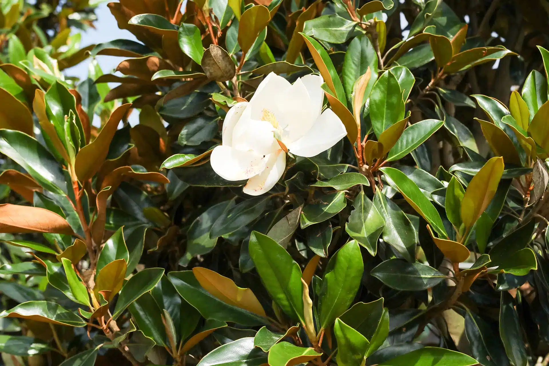Little Gem Magnolia Tree Trees for Sale