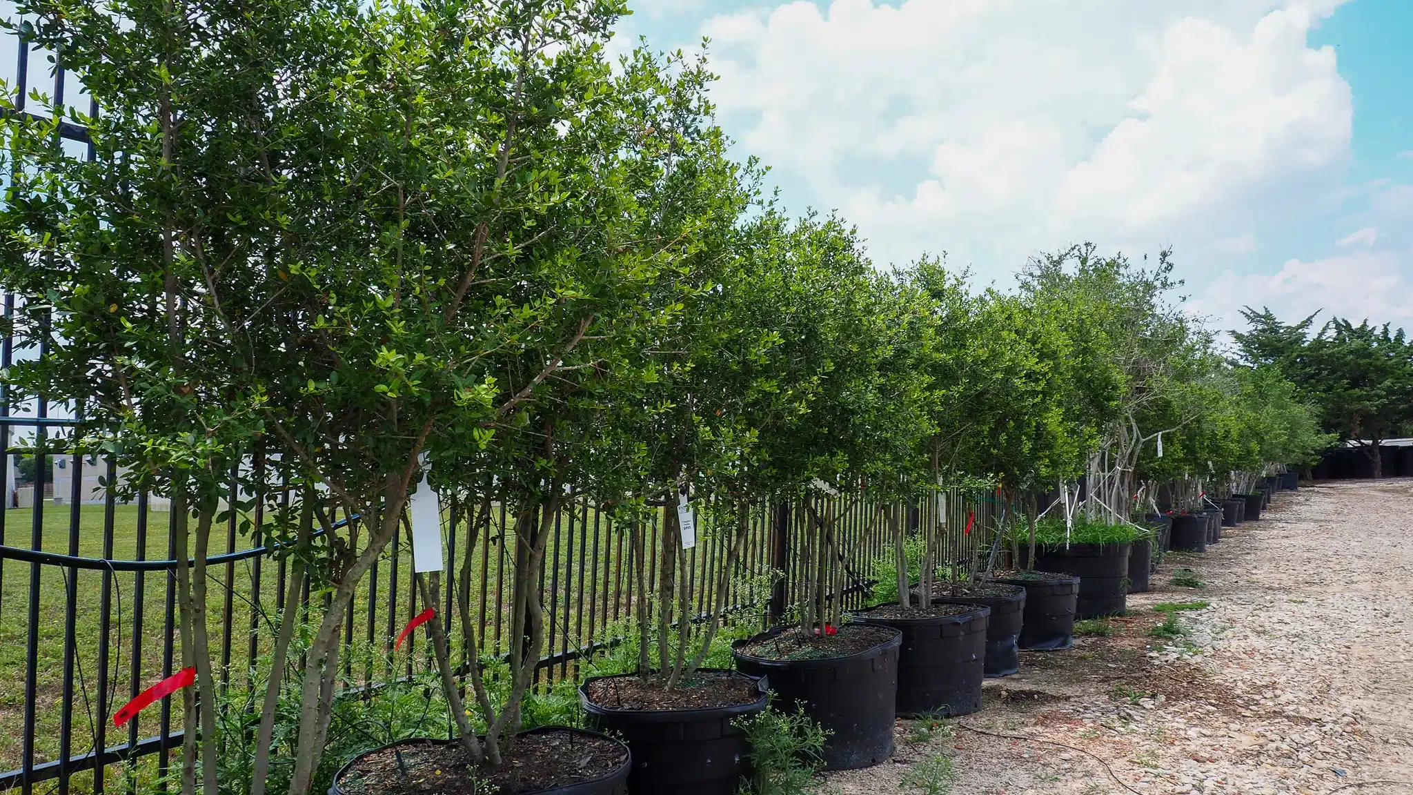 Yaupon Holly Trees for Sale