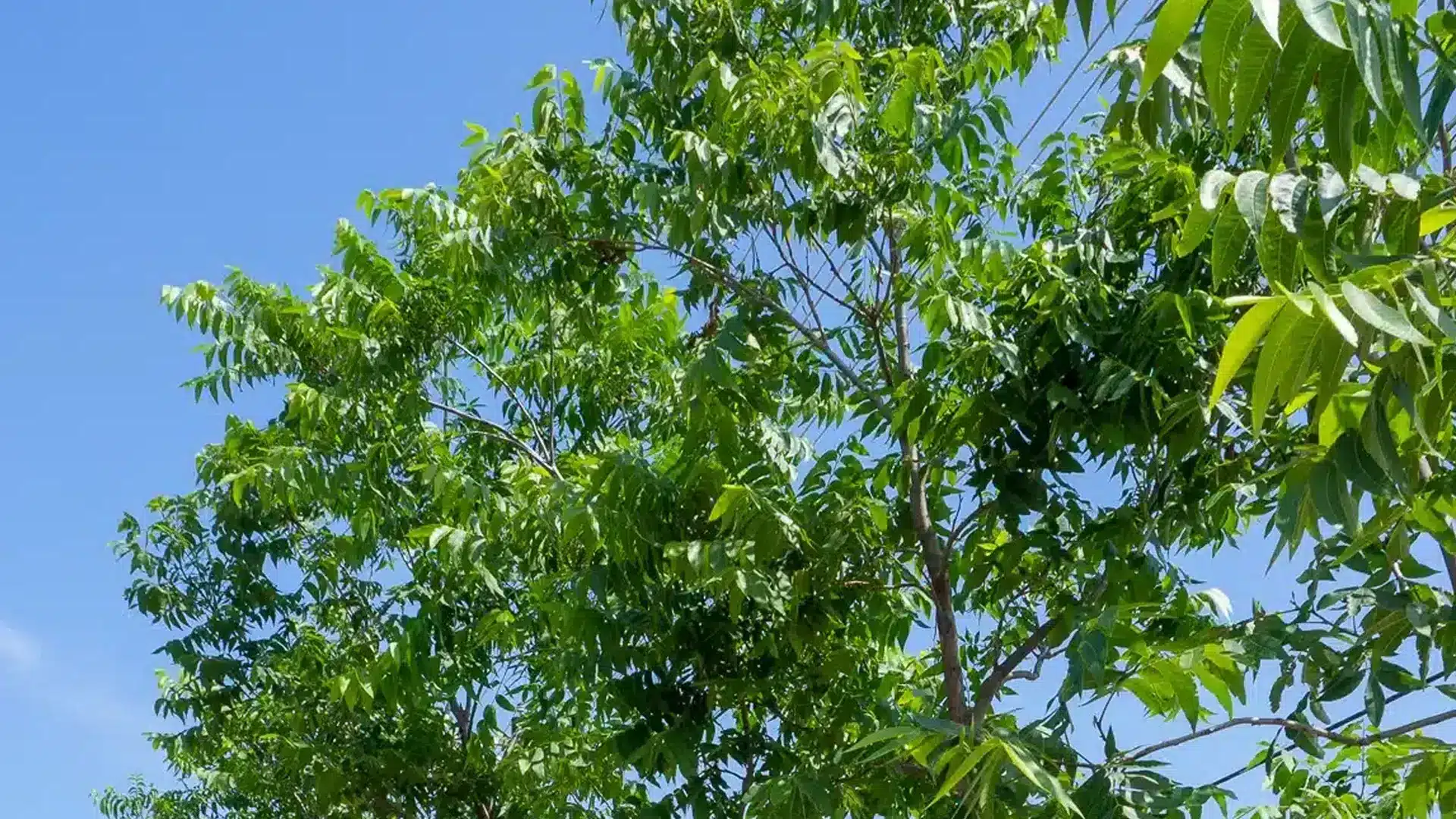 Pecan Trees for Sale