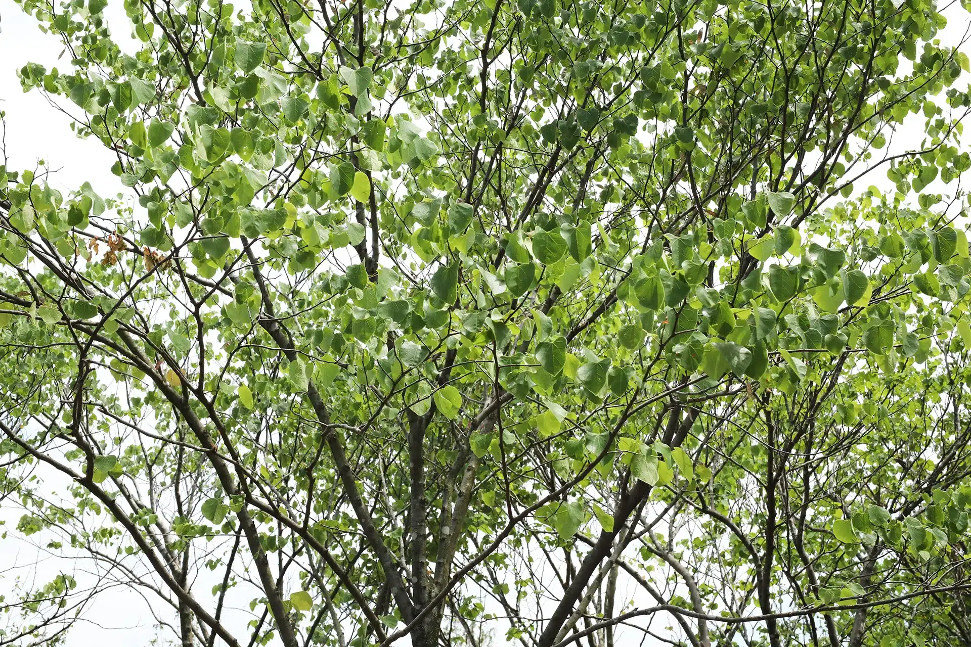 Red Bud Trees (Texas, Eastern & Oklahoma Red Bud) Trees for Sale
