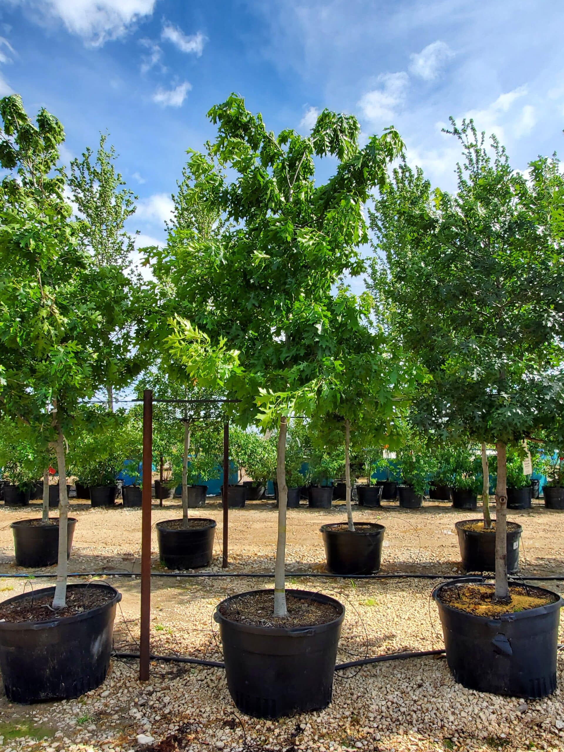 Shumard Red Oak - Fannin Tree Farm