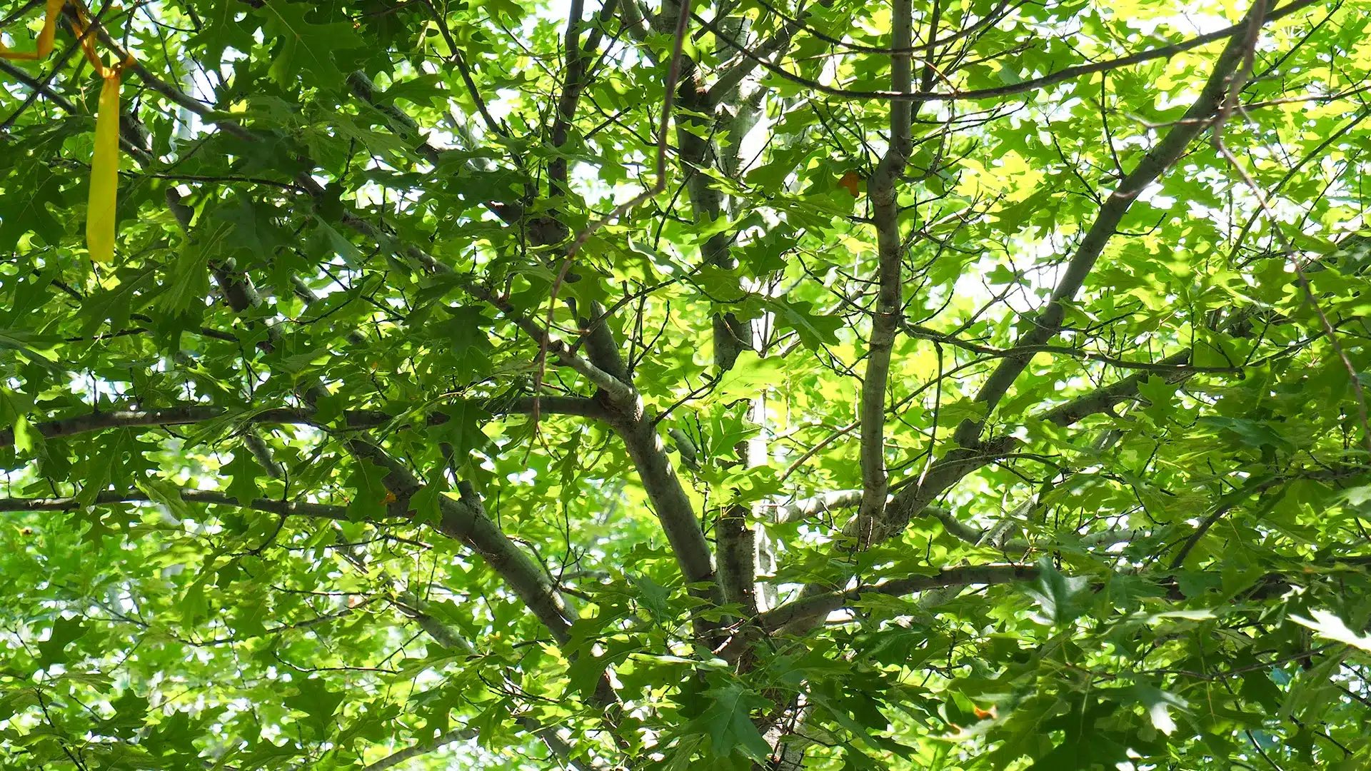 Shumard Red Oak Trees for Sale