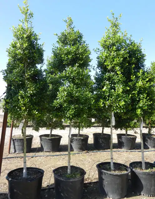 East Palatka Holly Trees for Sale