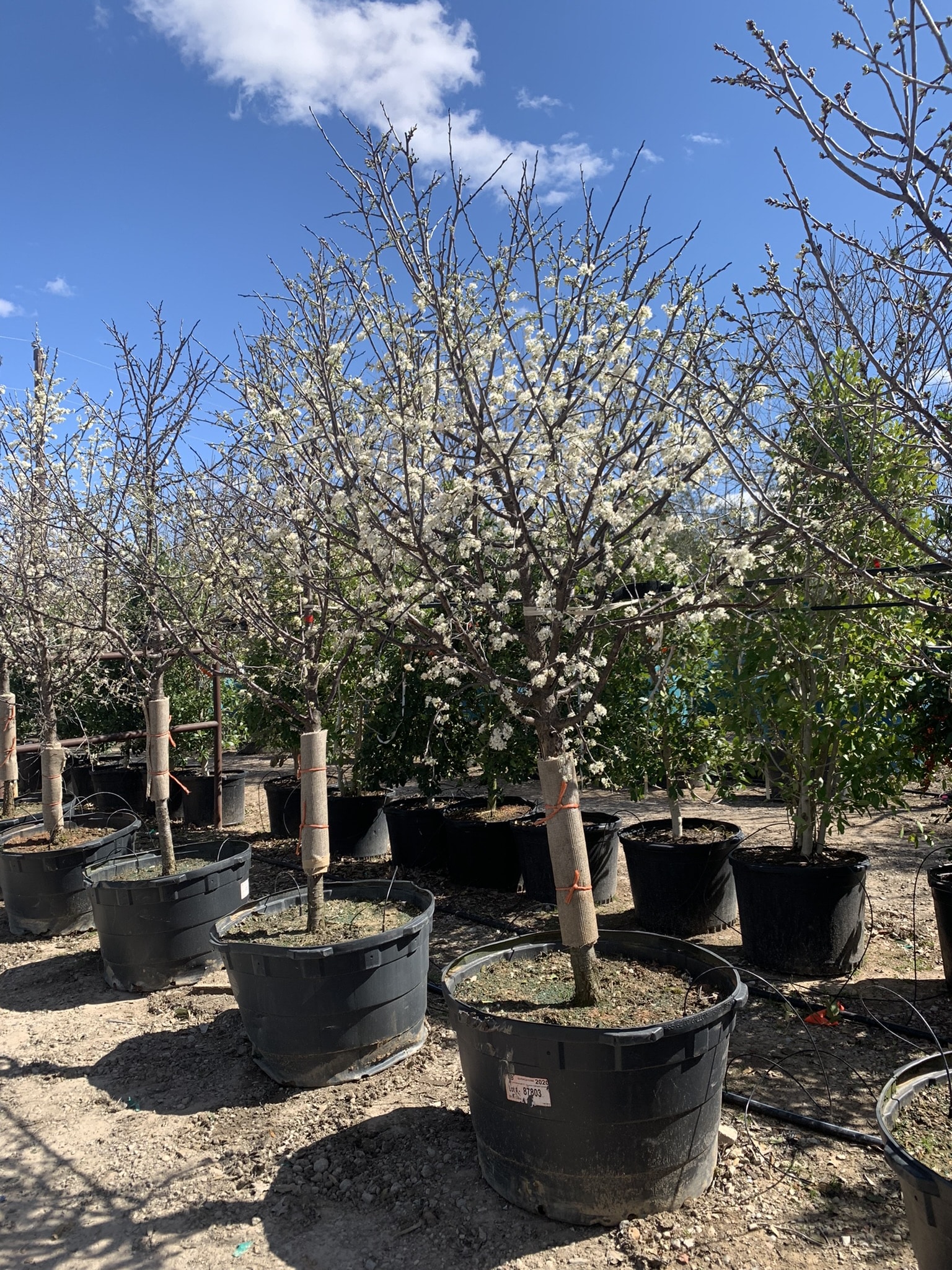 Mexican Plum Trees for Sale