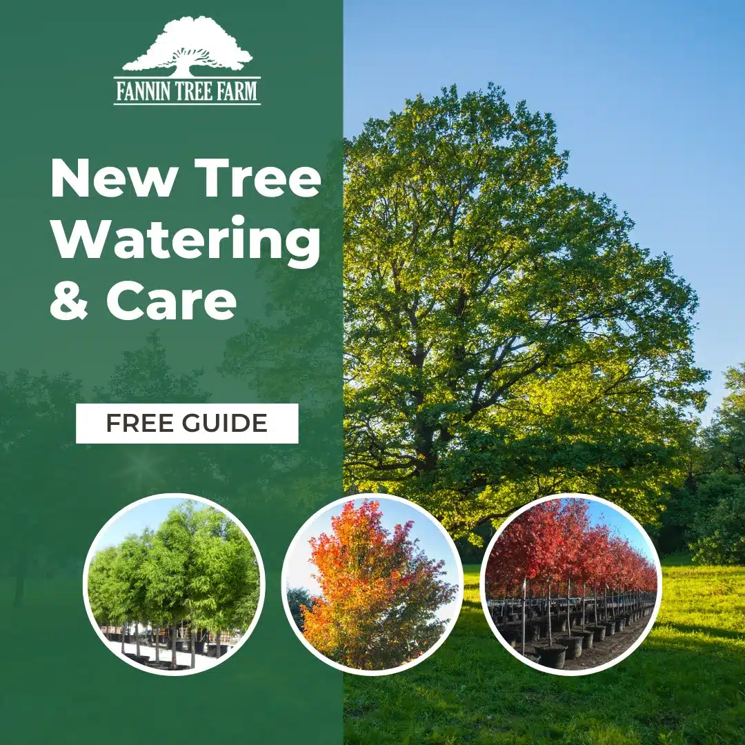 New Tree Watering & Care Guide