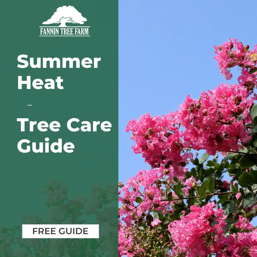 Summer Heat Tree Care Guide