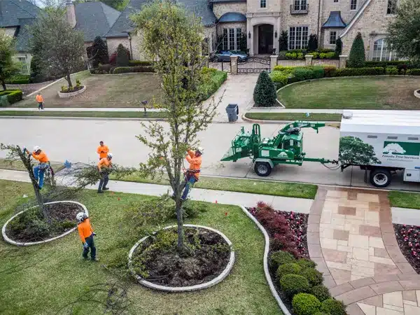 Tree Care and Maintenance Company