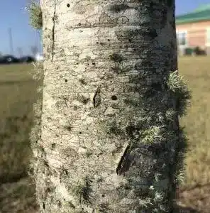 Figure 4: Bark cracking due to drought stress. Common in maples