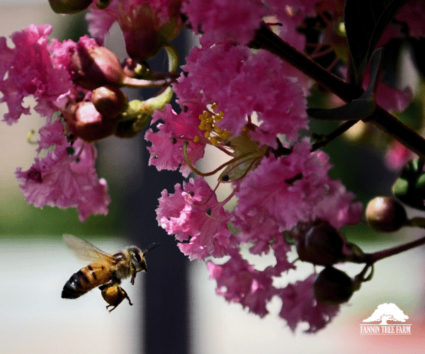 Happy World Honey Bee Day