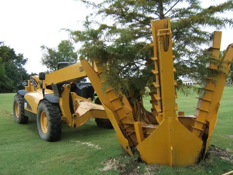 Tree Transplanting Service