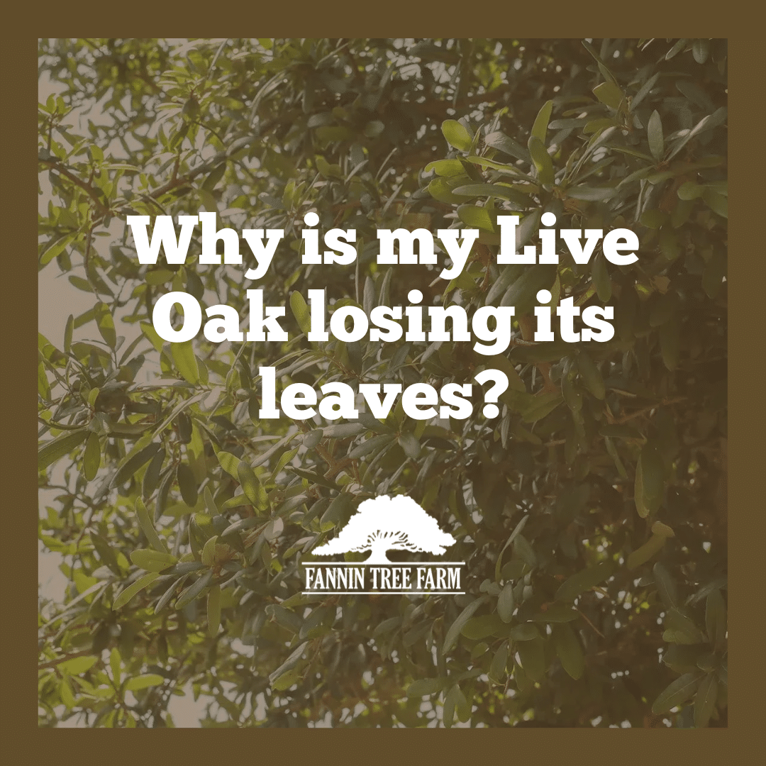 Live Oak Tree Quotes 10 Types Of Oak Trees To Grow In The South